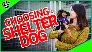 How to Choose the Perfect Shelter Dog for Your Family: Tips and Advice