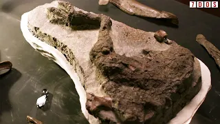 A Mummified Dinosaur Leg Has Been Discovered | 7 Days of Science