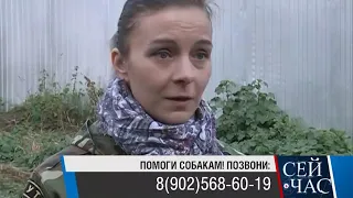 Брошенные породистые собаки