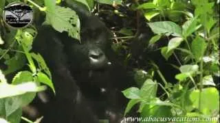 Abacus African Vacations - Uganda Highlights