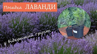 Пересадка лаванди. Як правильно пересадити лаванду із контейнера в ґрунт.