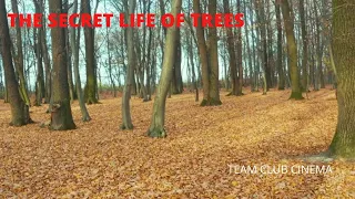 THE SECRET LIFE OF TREES | MEDITATION, RELAXING MUSIC