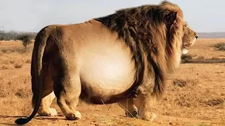 15 Fattest Animals In The World!