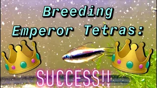 How to Breed EMPEROR TETRAS From Spawn to 2 Months Juveniles | Nematobrycon palmeri Spawning