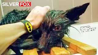 Типичный вечер Домашней лисы. Побег из ванной и КРАЖА НОСКОВ @DenisKorza #fox #pets #animals 🦊🛁🧦