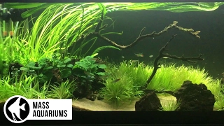 Intro to High Tech Planted Tanks. Beginners Guide: Part 2