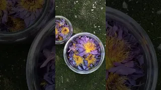 Organic Blue Lotus [Nymphaea Caerulea] - Dried