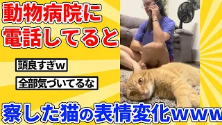 【2ch動物スレ総集編】動物病院に電話してると気づいた瞬間の猫の反応ｗｗｗｗｗ