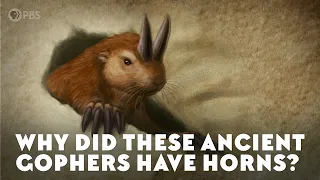 Why Did These Ancient Gophers Have Horns?