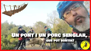 Un pont i un porc senglar, que pot sortir?