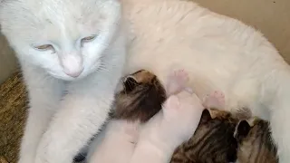 9 days Old Kittens Walking On Mama Kneading And Drinking Milk