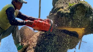 Amazing skills... Dangerous Huge tree Felling with chainsaw !!