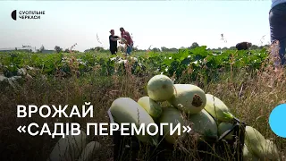 На Черкащині збирають врожай «Садів перемоги»