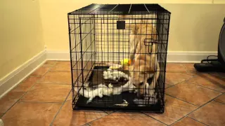 Saluki has Severe Separation Anxiety in Crate