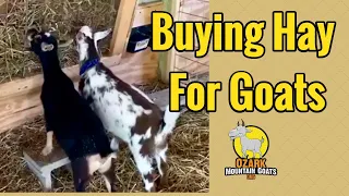 Feeding Dairy Goats Hay /  Does and Buck Hay Feeding