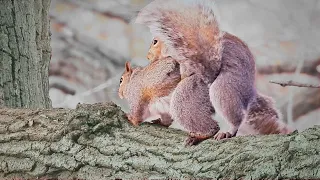 Squirrels Mating Season