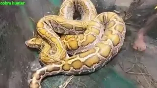 Chicken was swallowed by a giant snake when a young man fished / google AB