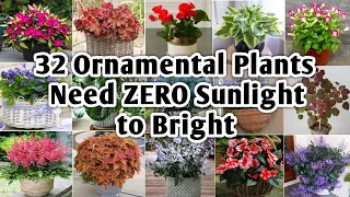 32 Indoor Ornamental Plants for Shade | Ornamental Plants for Shade | Plant and Planting