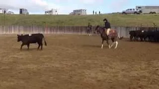 Rebel mules winning Cutting run Santa Ynez Mule Classic