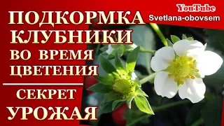 СУПЕР  ПОДКОРМКА во ВРЕМЯ  ЦВЕТЕНИЯ  КЛУБНИКИ..ДЛЯ УРОЖАЯ КРУПНЫХ,СЛАДКИХ ЯГОД