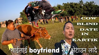 Cow Blind Date in Kartik // गाई लाई BOYFRIEND संग DATING  लैजादै // DAWA DON @ExRomeoBagjhodaLahure