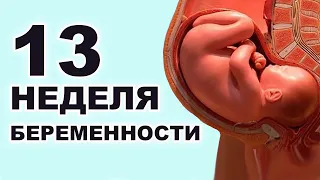 Что происходит с мамой и ребёнком на 13 неделе беременности. 3 месяц беременности. Первый триместр.