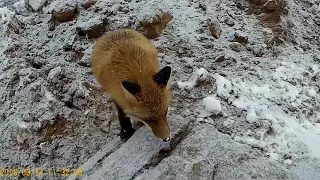 Лиса за пряниками в экскаватор.