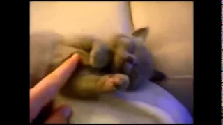 Funny Videos 2014   Funny Cats Video Compilation   Funny Cat Videos   Funny Animals Funny Fails 2014