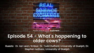 Real Science Exchange: What’s happening to older cows?