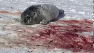 Grey Seal Hunt: Hay Island Slaughter 2011 (GRAPHIC)