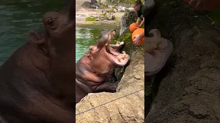 Hungry Hippos Enjoy Pumpkin Treats || ViralHog #viral #shorts