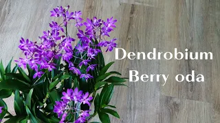 Ароматная и неприхотливая орхидея: дендробиум Берри Ода.