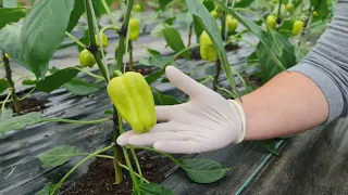 In this way, prevent the flowers from falling and the rotting of the pepper fruits