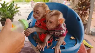 Two Poor Little Monkey Drink Milk
