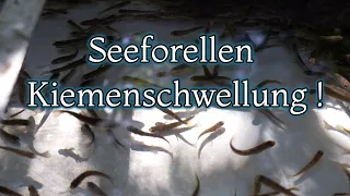 Seeforellen Brut / Infos über Kiemenschwellung / Sortierungshilfe