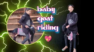 baby goat riding | fun with goat | barfi ki break khrab ho gai