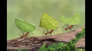 Mehmet in karıncalar termitler belgesel çekimi , documentary of ants , discovery channel