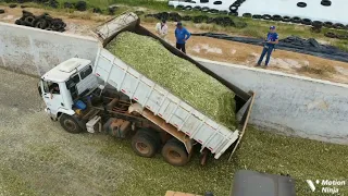 Fazenda Colorado, Colhendo milho para silagem , e o Processo de seus silo .