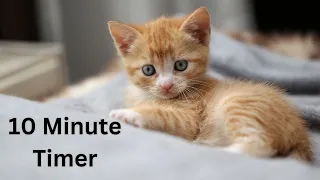 Purrfect 10-Minute Timer: Playful Kitten Adventure for Kids!