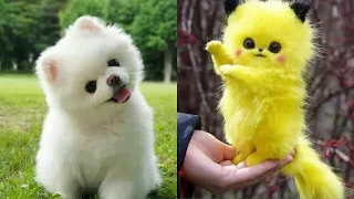 🐩 Funny and Cute Mini Pomeranian Videos 😍 Funniest & Cutest Puppies - Funny Puppy Videos 2022 | #1