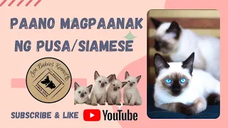 PAANO MAGPAANAK NG PUSA/SIAMESE GIVING BIRTH