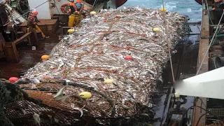 Unbelievable Big Net Fishing on The Sea - Cutting, Freezing Trawler, Handling Fish on Modern Boat