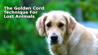 Animal Communication Basics : The Golden Chord Technique For Lost Animals