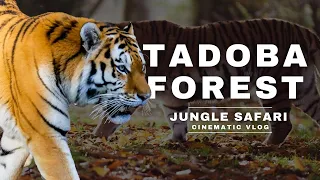 Tadoba me Tiger Sighting | Boating | Adventure