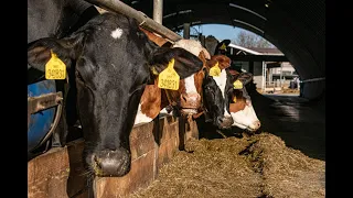 Živočišná výroba - Farma Tvarůžka / Faresin | Locust | Case Farmall 