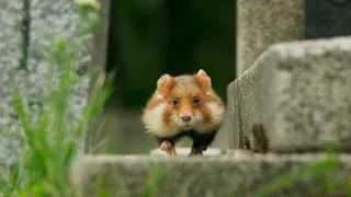 European Hamster