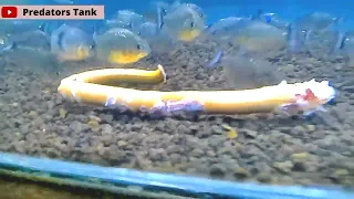 EAT3N ALIVE!!! #4 || PIRANHAS VS EEL