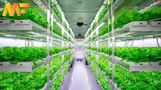 Modern Hydroponic flowers and vegetables Farming Technology | vegetable Harvesting | Modern Farm➤#39