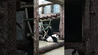 Панда 🐼🐼🐼 Катюша...Вот мама и лестницу начала кушать...Московский зоопарк.