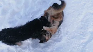 Ягдтерьер в гневе! Не поделили сучку, маленький киллер в деле!